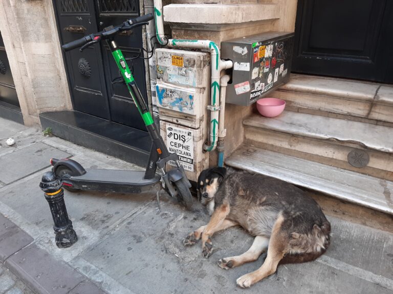 Dogs in Istanbul – learn how BUPAWS is helping